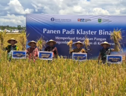 Sekda Berau M Said Hadiri Panen dan Pembukaan Pelatihan Budiday Padi Organik di Kampung Labanan Jaya