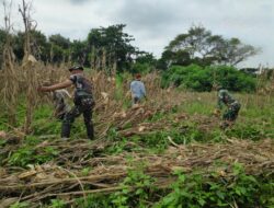 Tingkatkan Ketahanan Pangan Wilayah, Anggota Koramil Menganti Turun Langsung Dalam Membuka Lahan Tidur