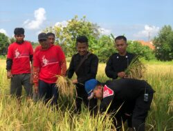 Panen Raya Padi, Warga Binaan Rutan Sumenep Punya Potensi Besar di Bidang Pertanian