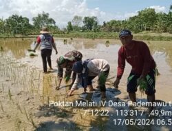 Babinsa Koramil 0826-06 Pademawu Terjun ke Sawah untuk Wujudkan Ketahanan Pangan