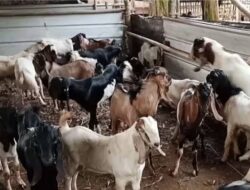 Bisnis Menggiurkan Jelang Idul Adha, Mantan Wartawan Media Online Banting Stir Jadi Penjual Kambing Dadakan
