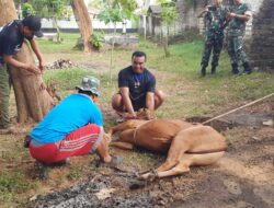 Hari Raya Idul Adha, Kodim 0826/Pamekasan Sembelih Hewan Qurban