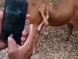 Sapi Di Kabupaten Sampang Viral Karena Berkaki Enam