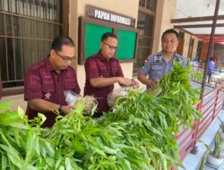Sukses Panen Kangkung Jumbo, Lapas Kelas IIA Pamekasan Bagikan Hasil Panen Jumbo Pada Keluarga Pengunjung