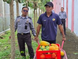Dukung Program Ketahanan Pangan Nasional, Lapas Narkotika Kelas IIA Pamekasan Gelar Panen Pepaya California 