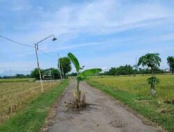 Jalan Desa Sidomulyo Wonosari, Pisang Berbuah di Tengah Jalan Berlubang Viral di Media Sosial