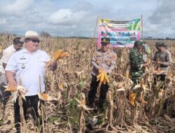 Dukung Program Ketahanan Pangan Nasional, Kampung Harapan Jaya Gelar Panen Jagung Perdana