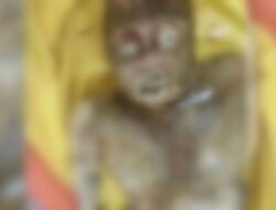 Penemuan Mayat Mr X Sekitar Pantai Camplong, Kini Berada di RSUD dr. Muhammad Zyn Sampang