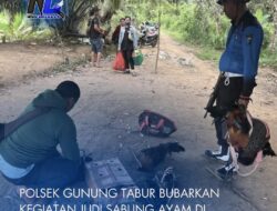 Polsek Gunung Tabur Bubarkan Kegiatan Judi Sabung Ayam di Kebun Karet RT 14 Km 17