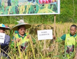 Panen Padi Gogo, Wagub Ingkong Dukung Penuh Swasembada Pangan