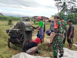 Bersama Petani, TNI Optimalkan Serapan Gabah Musim Panen di Lumajang