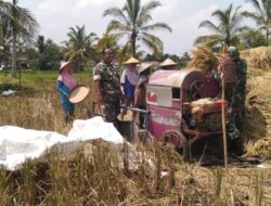 Komitmen TNI Lumajang Dampingi Serapan Gabah Petani