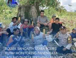 Polsek Sangatta Utara Polres Kutim Monitoring Panen Raya Jagung di Desa Persiapan Pinang Raya