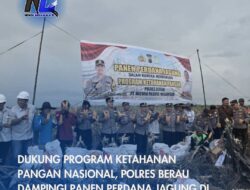 Dukung Program Ketahanan Pangan Nasional, Polres Berau Dampingi Panen Perdana Jagung di Kec.Segah