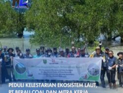 Peduli Kelestarian Ekosistem Laut, PT Berau Coal dan Mitra Kerja Lakukan Penanaman Mangrove
