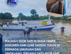 Puluhan Ekor Sapi Di Duga Tanpa Dokumen Dari Luar Daerah Turun Di Dermaga Limunjan Dan Singkuang,Terdapat Satu Ekor Sapi Mati
