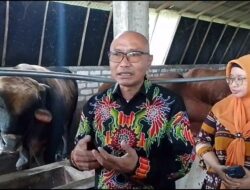 Peternakan Nusantara farm Buka Layanan pijat Terapi Khusus sapi Kurban Untuk Menghasilkan Daging Berkualitas
