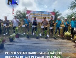 Polsek Segah Hadiri Panen Jagung Perdana PT. MIP di Kampung Long Ayan