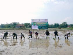 Bupati Sampang Dukung Program Prabowo dengan Aksi Nyata Menanam Padi di Desa Muktesareh