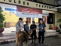 Polisi Berhasil Lacak Sapi Curian di Perkebunan Jeruk Pasirian, Kasus Pencurian di Tempeh Kidul Sedang Diselidiki