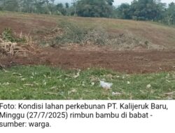 Ricuh Perkebunan PT. Kalijeruk Baru Lumajang, Warnai Momen HUT RI ke-80