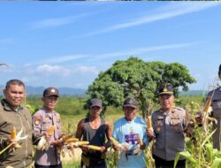 Panen Jagung ke-3 di Segah: Sinergi Kelompok Tani, PT NPN, dan Polsek Segah Dukung Ketahanan Pangan di Berau