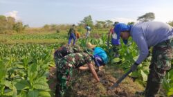 Pipanisasi TMMD Ke-125 Solusi Kekurangan Air Bersih di Desa Kramat