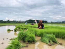 Jangan Hanya Fokus Cetak Sawah Baru