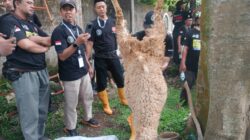 UMC-JULEHA-UUT Beef Bekali 155 Peserta Untuk Kurban Sesuai Syariat