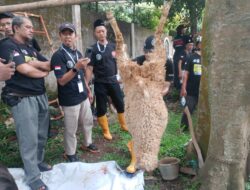 UMC-JULEHA-UUT Beef Bekali 155 Peserta Untuk Kurban Sesuai Syariat