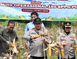 Polresta Cirebon Ikuti Panen Raya Jagung Serentak, Dukung Swasembada Pangan Nasional