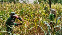 Dukung Ketahanan Pangan, TNI Dampingi Petani Jagung Demi Panen Bagus 