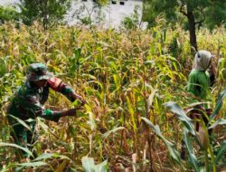 Dukung Ketahanan Pangan, TNI Dampingi Petani Jagung Demi Panen Bagus 