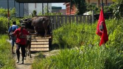 Tebar Berkah Iduladha, PDI Perjuangan Pamekasan Salurkan 25 Sapi Kurban ke Warga Hingga Pesantren