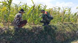 Dampingi Petani, Babinsa Koramil 0826-03/Proppo Pantau Pertumbuhan Jagung di Pangtonggal