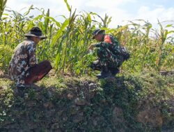 Dampingi Petani, Babinsa Koramil 0826-03/Proppo Pantau Pertumbuhan Jagung di Pangtonggal