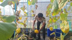 Berbuah Manis Program Kemandirian, Warga Binaan Lapas Kelas IIA Kuningan Sukses Panen 20 Kilogram Melon dari Lahan Sarana Asimilasi dan Edukasi Pertanian