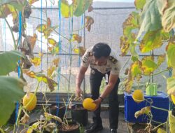Berbuah Manis Program Kemandirian, Warga Binaan Lapas Kelas IIA Kuningan Sukses Panen 20 Kilogram Melon dari Lahan Sarana Asimilasi dan Edukasi Pertanian