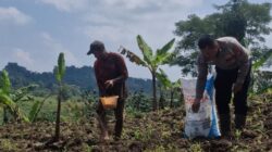 Dukung Ketahanan Pangan, Satlantas Polres Kuningan Dampingi Petani Desa Cibulan Rawat Tanaman Jagung