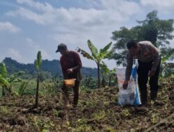 Dukung Ketahanan Pangan, Satlantas Polres Kuningan Dampingi Petani Desa Cibulan Rawat Tanaman Jagung