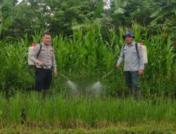 SATLANTAS POLRES KUNINGAN BERSAMA KELOMPOK TANI DESA CIBULAN DAN DINAS PERTANIAN KECAMATAN CIDAHU LAKSANAKAN PERAWATAN TANAMAN JAGUNG DALAM RANGKA KETAHANAN PANGAN