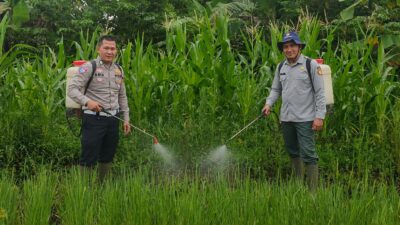 SATLANTAS POLRES KUNINGAN BERSAMA KELOMPOK TANI DESA CIBULAN DAN DINAS PERTANIAN KECAMATAN CIDAHU LAKSANAKAN PERAWATAN TANAMAN JAGUNG DALAM RANGKA KETAHANAN PANGAN