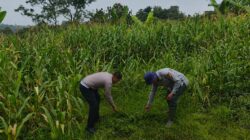 Satlantas Polres Kuningan Bersama Dinas Pertanian Kecamatan Cidahu Rawat Tanaman Jagung untuk Dukung Ketahanan Pangan Nasional