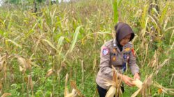 Satlantas Polres Kuningan Cek Kesiapan Panen Jagung di Desa Cibulan