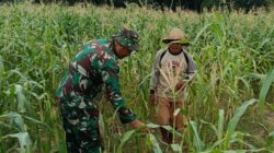 Babinsa Koramil Pademawu Turun ke Sawah Bantu Bersihkan Gulma dan Ajak Petani Pagagan Percepat Tanam Padi Dukung Swasembada Pangan