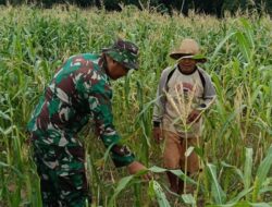 Babinsa Koramil Pademawu Turun ke Sawah Bantu Bersihkan Gulma dan Ajak Petani Pagagan Percepat Tanam Padi Dukung Swasembada Pangan