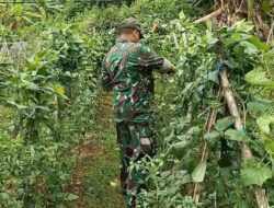 Dukung Ketahanan Pangan Nasional, Babinsa Larangan Turun Langsung Panen Sayur Bersama Petani di Desa Taraban Pamekasan
