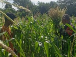 Wujudkan Ketahanan Pangan, Babinsa Batumarmar Turun Langsung Dampingi Petani Rawat Tanaman Jagung di Pamekasan