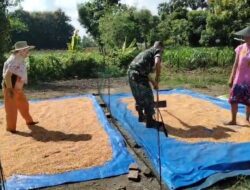 Babinsa Koramil 0826-01/Pamekasan Sigap Bantu Petani Jemur Gabah Demi Wujudkan Kualitas Beras dan Ketahanan Pangan