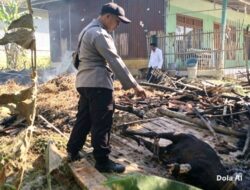 Kandang Sapi di Gunung Eleh Sampang Ludes Terbakar Saat Warga Salat Jumat, Satu Ekor Sapi Limusin Tewas Terpanggang